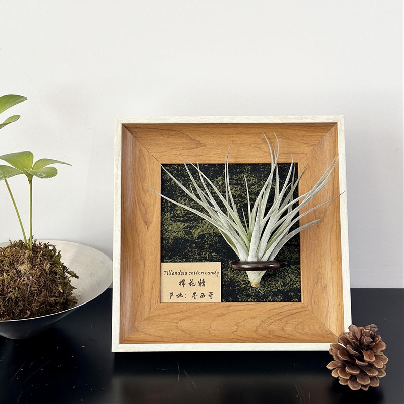 ins空气凤梨套餐懒人现代装饰画框复古桌面挂墙原木白边相框5寸