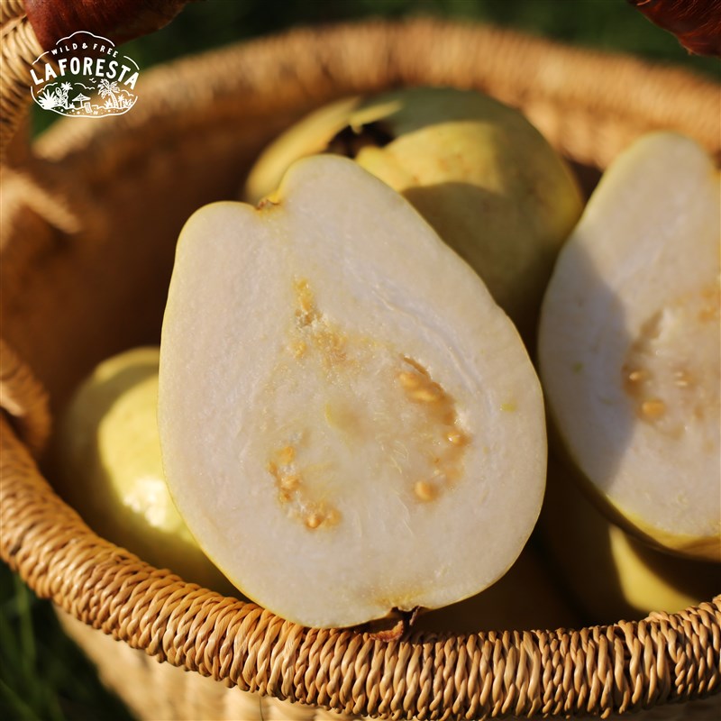 常温保存LaFoesa 建漳州奶油C白心芭乐 软糯低卡低糖 8-13个