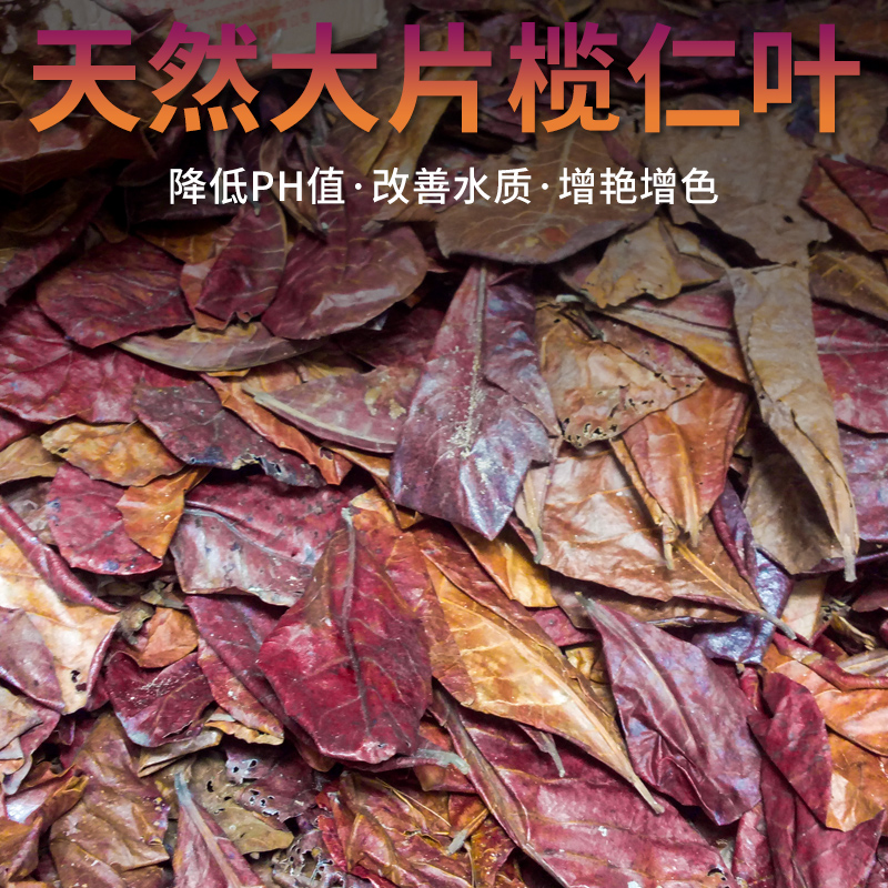 榄仁叶斗鱼懒人叶鱼缸降酸P值调节剂水J族液态乌龟橄榄龙眼叶子