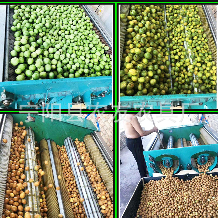 青核桃脱皮机四川凉山核桃剥壳机水洗毛刷辊去皮机薄皮厚皮都可用