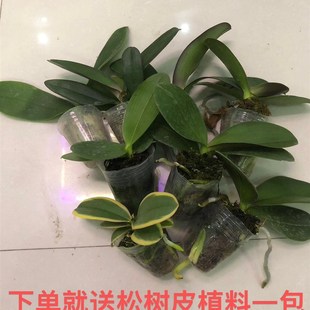 蝴蝶兰练手新手四季 2.0寸杯18.8随机发4颗不同品种 兰花好养1.7