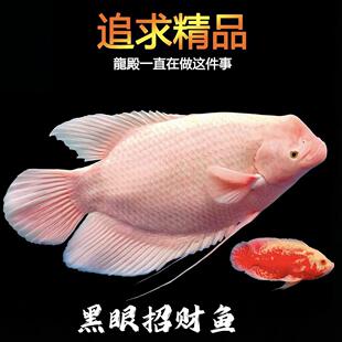 白招财鱼战船活鱼黑眼白招财鱼中大型热带观赏鱼起头古代战船鱼