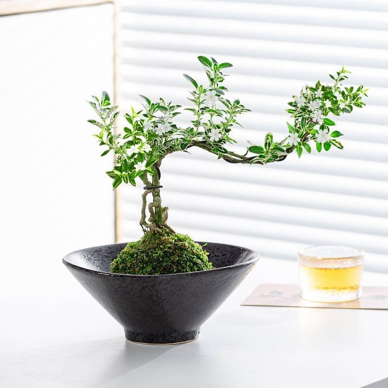苔藓球六月雪水培绿植盆栽