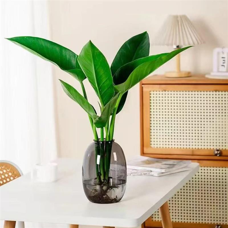 大叶金钻水培绿植办公室桌面植物室内客厅花卉盆栽四季好养