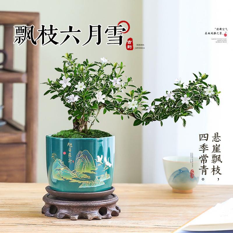 悬崖六月雪盆景禅意绿植