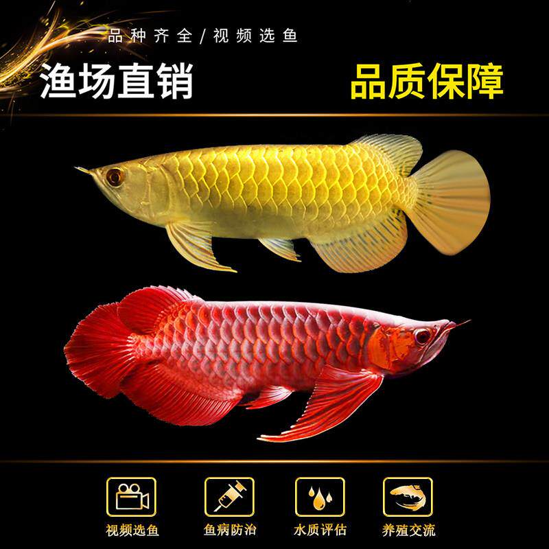 金龙鱼活鱼龙鱼幼苗过背高背练手印尼辣椒纯血红龙鱼苗热带观赏鱼