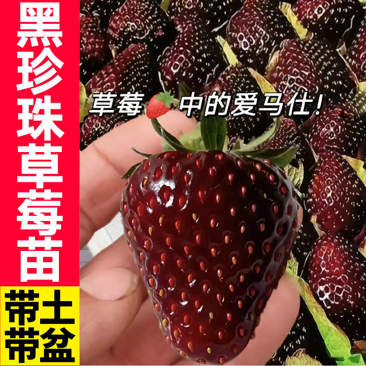 黑珍珠草莓苗真红美铃四季结果盆栽玄玉草莓黑草莓特大号原盆原土,鲜花速递/花卉仿真/绿植园艺,种苗/半成品盆栽,淘宝优惠券,粉丝福利购,淘宝优惠卷