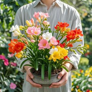 香雪兰花球盆栽重瓣种小苍兰带芽种根带花芽混色盆栽多季开花鲜花