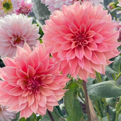 进口大丽花种球重瓣巨型花苗四季庭院地栽阳台盆栽多年生花卉植物