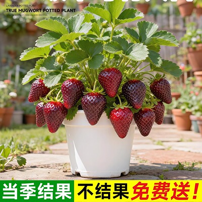 真红美玲草莓苗阳台盆栽原盆原土红颜奶油四季草莓秧苗当年结大果