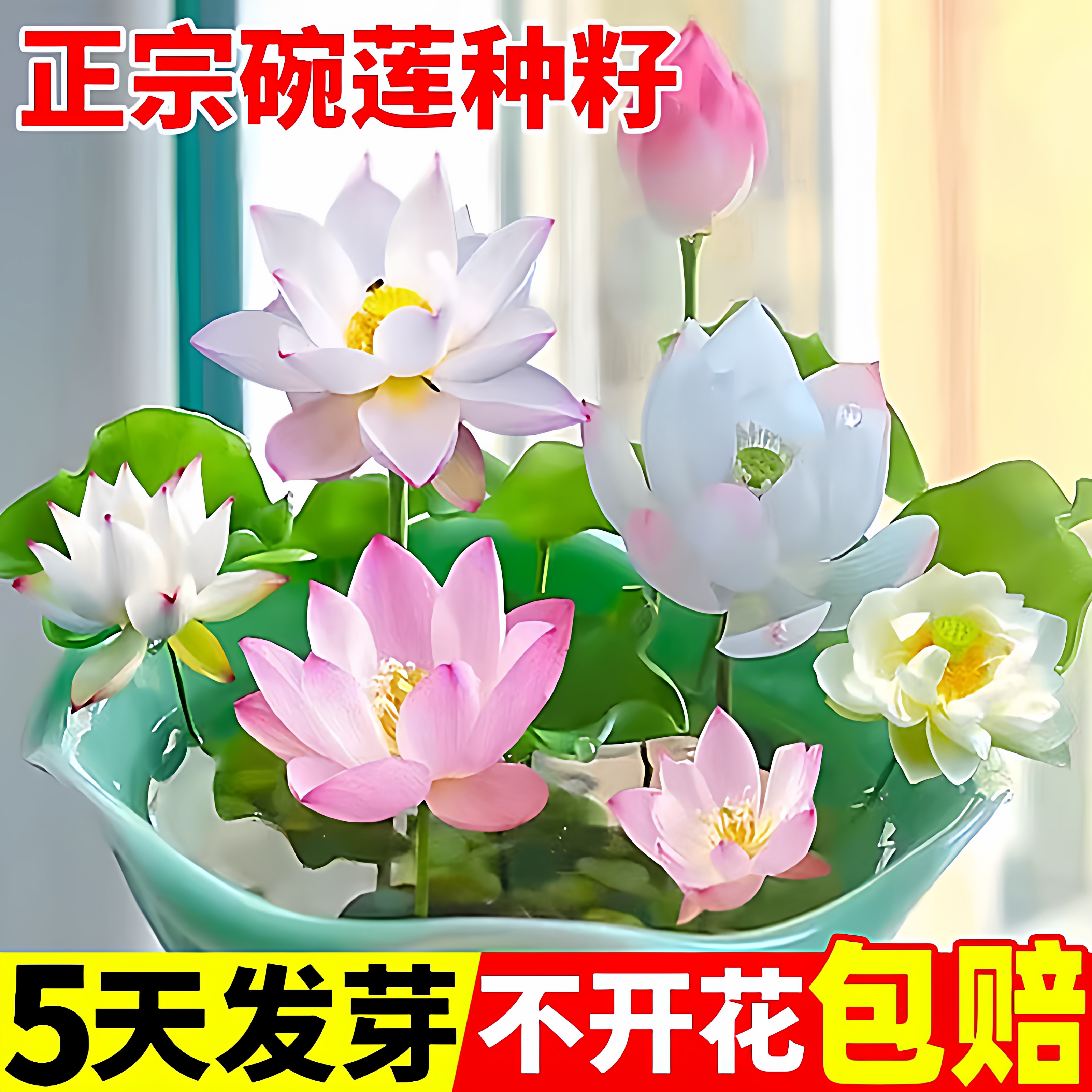 碗莲种子开口碗莲无土盆栽水培植物室内阳台盆栽水养荷花睡莲种藕