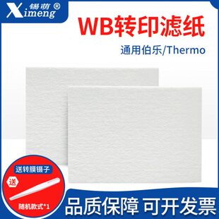 WB滤纸Western转印转膜湿转滤纸适用伯乐/天能/六一/Thermo转印槽