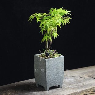 方形花盆小号枫树蕨类菖蒲兰花盆专用新中式简约桌面装饰青石盆景