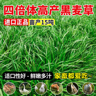 牧草种子黑麦草进口多年生四季 养殖养牛羊鸡鸭鱼兔鼠高产耐寒草籽