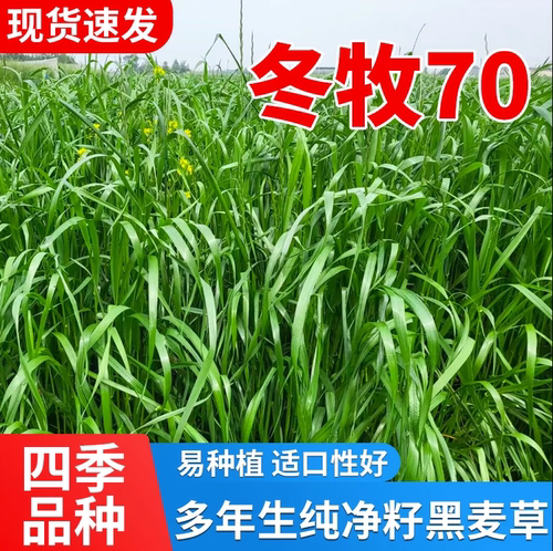 高丹草高产牧草苏丹草鱼草种籽四季黑麦草草籽鸡鸭鹅鱼兔牛羊种子
