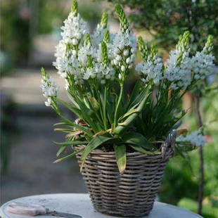 25年新货圣心百合种球虎眼万年青种子阳台花卉植物室内外耐寒盆栽