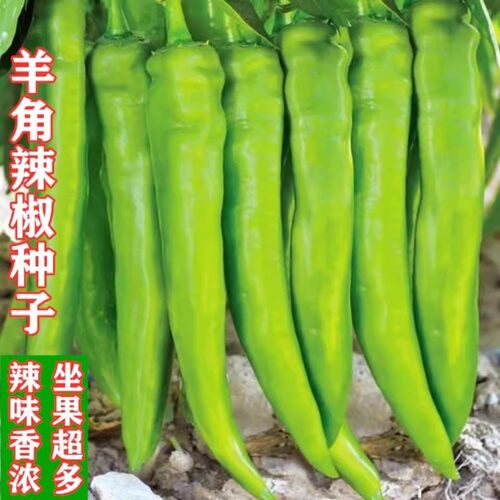 大果型羊角尖椒青红辣苗秧