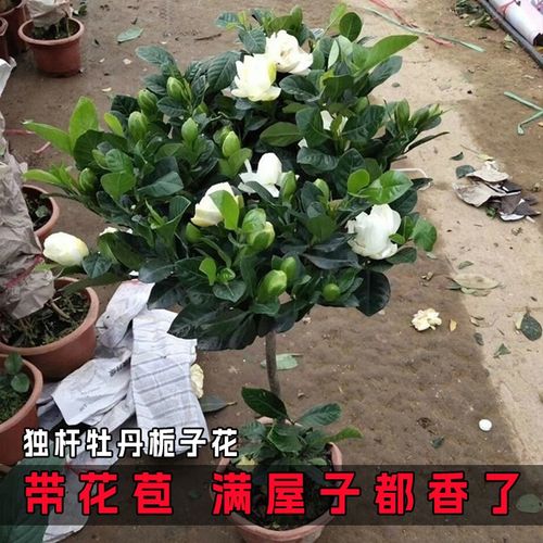 栀子花盆栽花卉植物室内四季开花带花苞阳台绿植浓香型大树苗好养