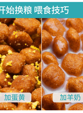 耀目 比熊狗粮幼犬成犬通用白色美毛低盐去泪痕专用粮天然奶糕4斤