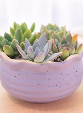 多肉植物含盆H-209萌宠套餐