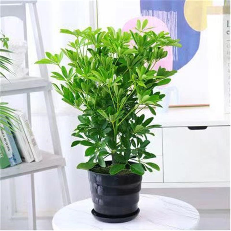 鸭脚木盆栽七叶莲八方来财室内客厅吸甲醛净化空气大型绿植招财树