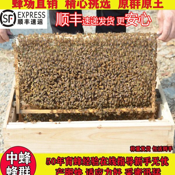 中蜜蜂活 群带中蜂蜂王带子脾一窝一整箱出售包邮中蜂蜂群笼蜂群