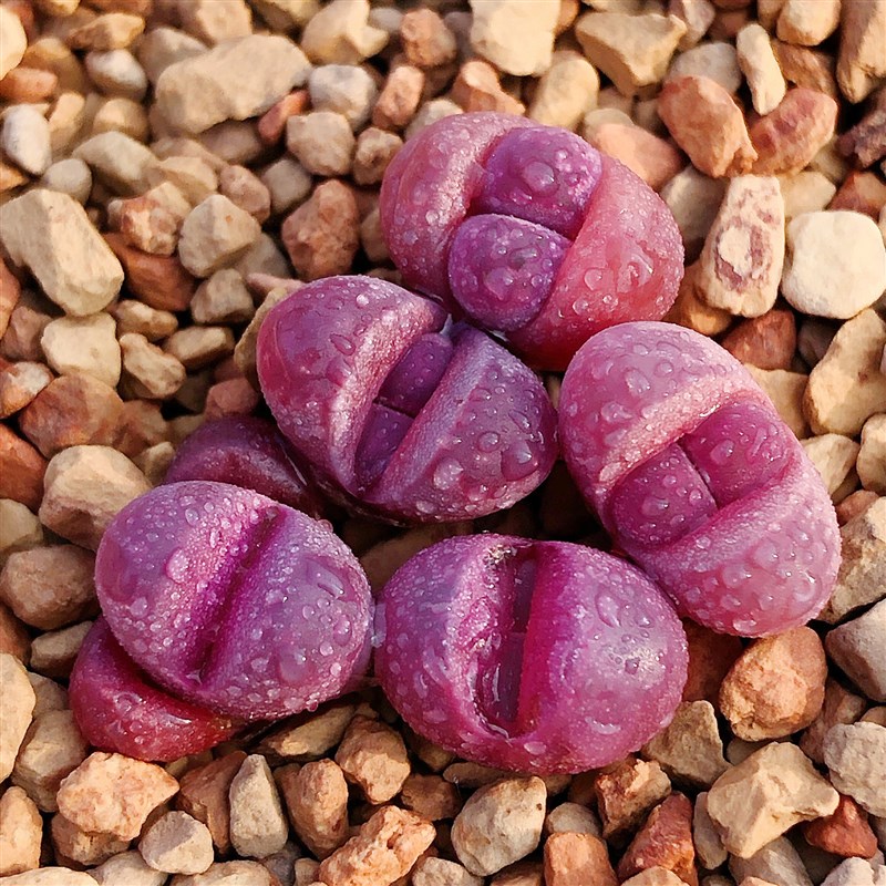 红大内C81A生石花多肉植物屁股花屁屁花ZPP石头花