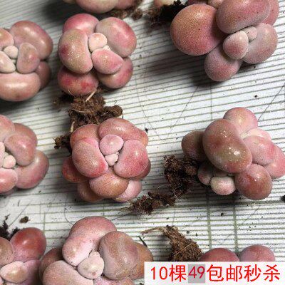 丸叶桃蛋多肉老桩 带杆正宗腰子蛋桃之桌面植物迷一物一拍包邮红