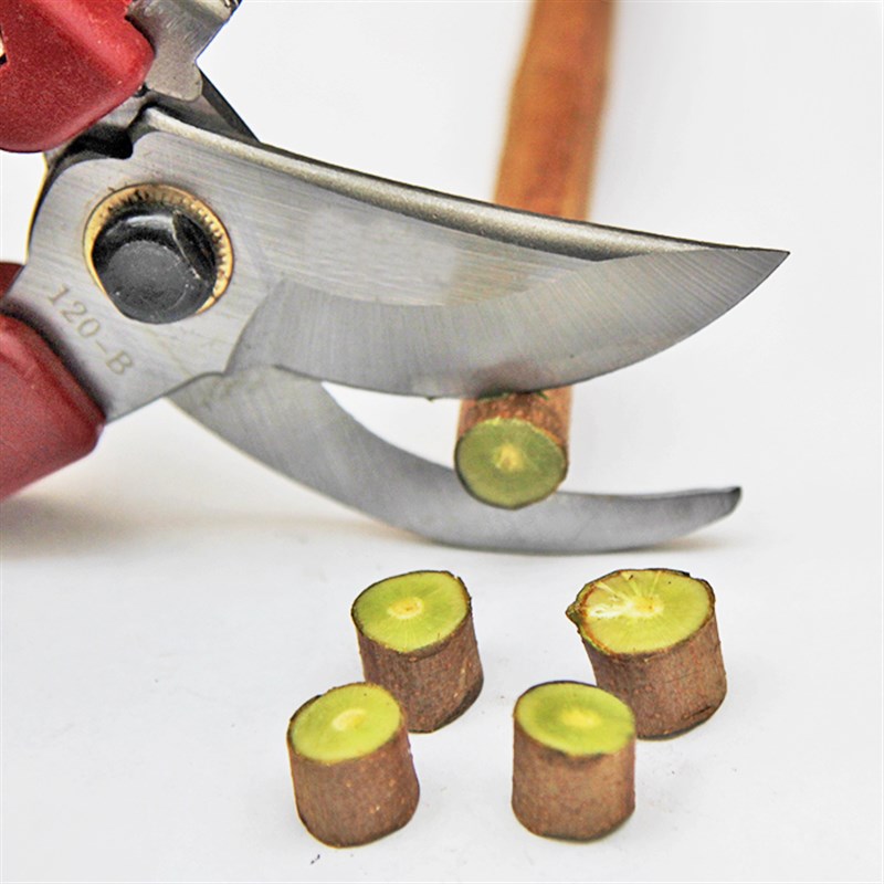 园艺修枝剪刀园林剪枝修花树木剪子不锈钢盆景果树粗枝剪绿化工具