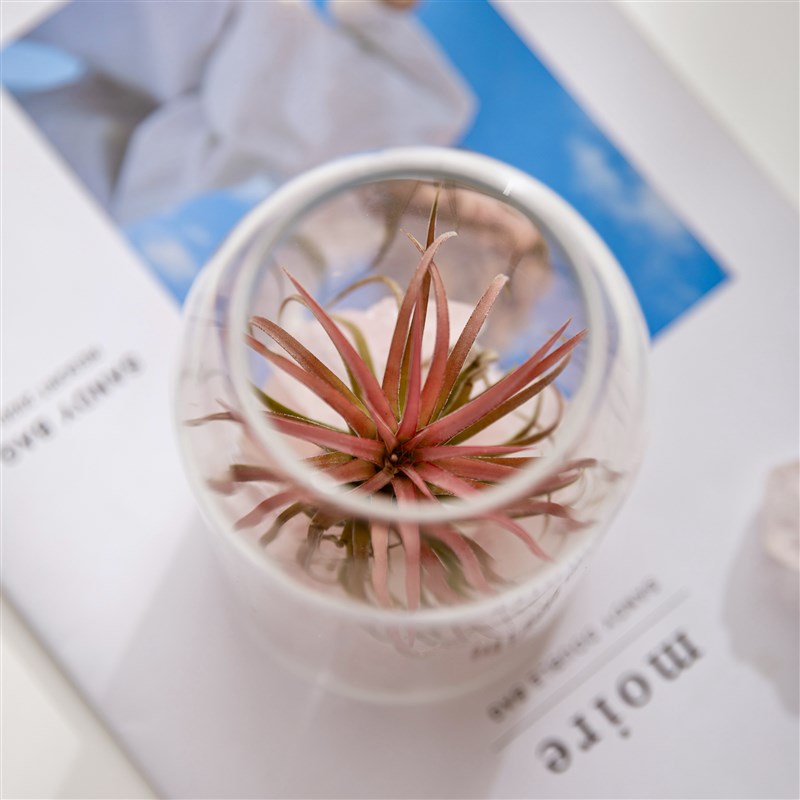 空气凤梨无土新奇植物创意礼物摆件办公室桌面绿植小盆栽懒人好养