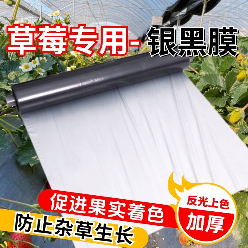 银黑双色地膜加厚果园蔬菜大棚反C光保湿除草地膜大蒜草莓种菜薄