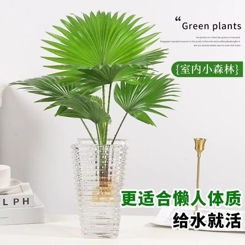 水培植物大扇叶蒲葵盆栽懒人水养植物室内好养办公室观叶绿植盆景