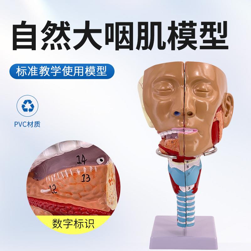鼻、口、咽、喉腔模型咽肌头颈部喉腔正中矢状切面颅骨鼻中隔面