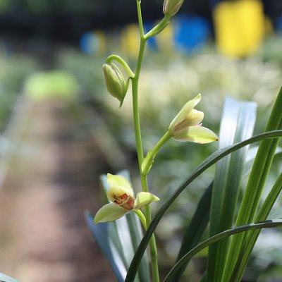 夏皇梅 建兰八大名品正格梅瓣四季兰 老种名贵南靖兰花苗夏带花苞