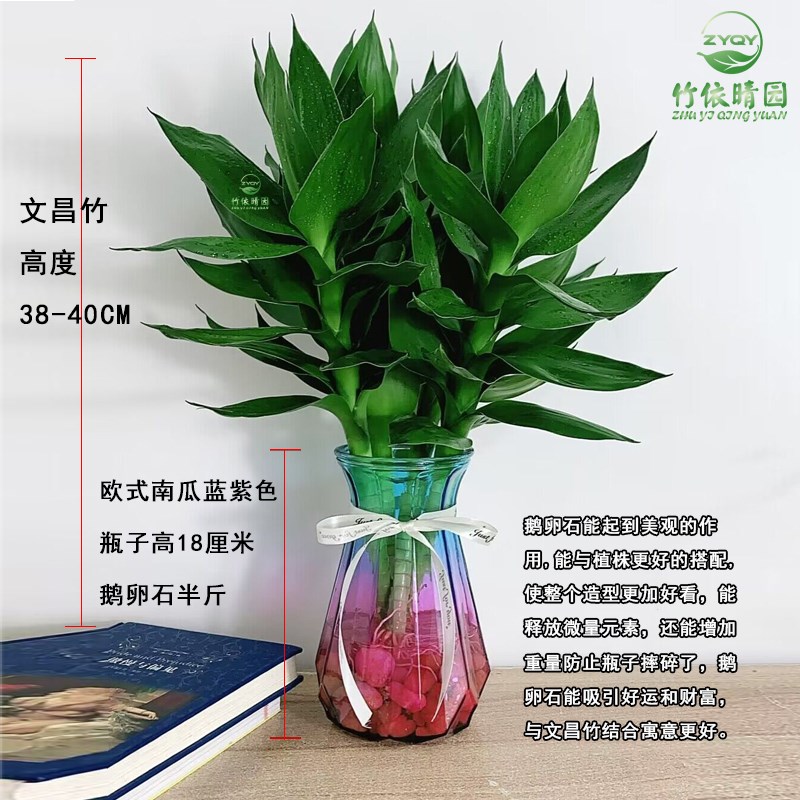 文昌竹带根观音竹荷m花竹富贵竹水培植物净化空气办公室内水养绿