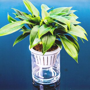 直筒塑料办公室绿植富贵竹花瓶绿萝器红掌水培花瓶花盆棉绳透明容