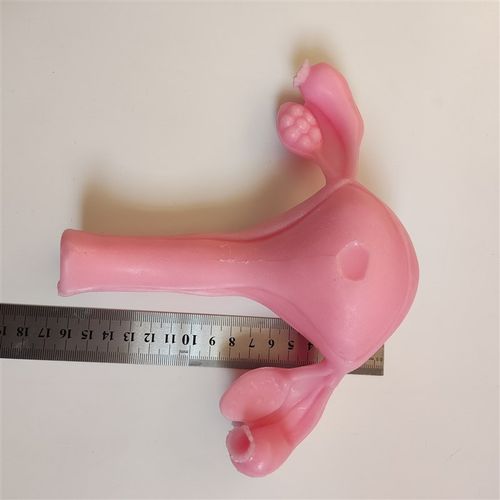 妇科宫腔镜外科腹腔镜剪切缝合剥离训练练习硅胶3D仿生模块模型