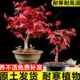 盆景桌面植物室内红四季 老桩树阳台耐寒姬庭院红枫树苗舞矮霸枫红