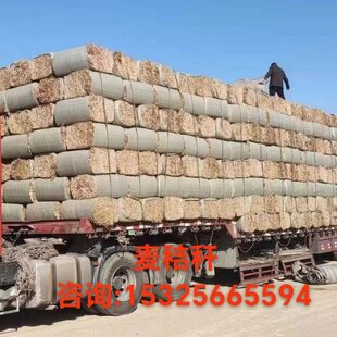 料草草小麦料草草牛吃的干草羊牛羊草料牛羊牛干料秸秆羊牛吃的喂