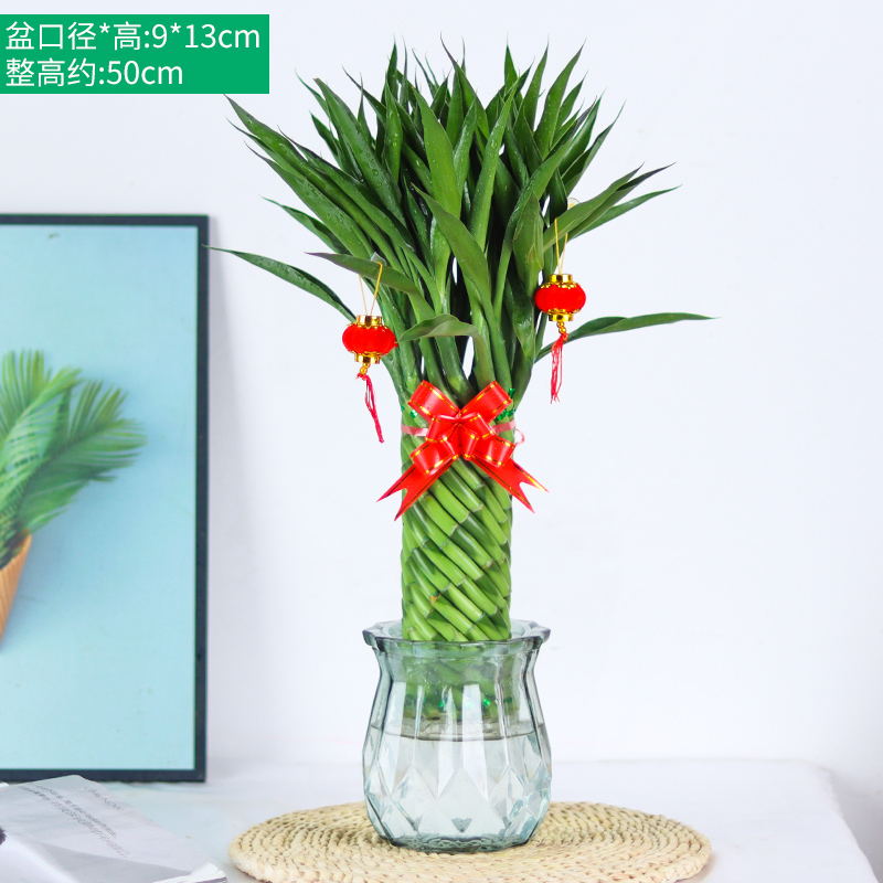 带根招财竹水养富贵竹好养植物室内客厅水M培转运竹开运竹净化空