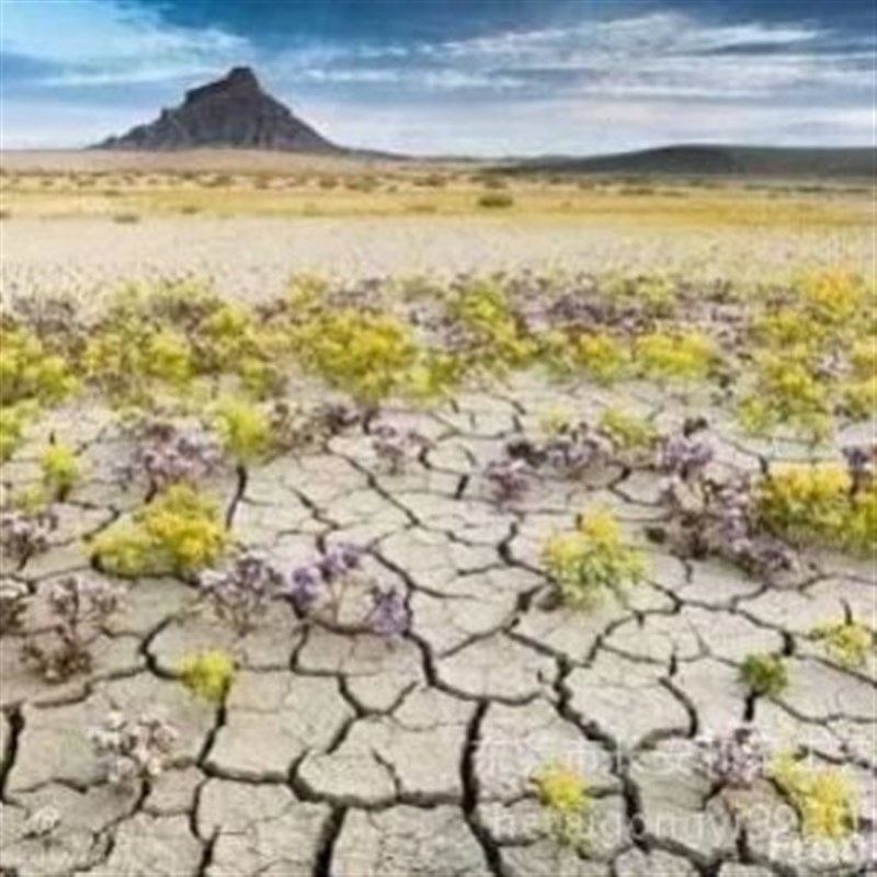 环保裂纹漆白色裂纹自o然快干形油性漆 喷漆用裂纹漆 墙面裂纹漆