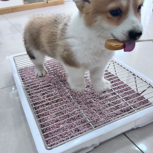 定制304不锈钢狗厕所网架猫兔幼中犬防踩屎漏尿宠物狗大便漏尿盆