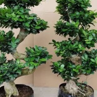 阳台树苗型型S室内绿植榕造四季常青榕树盆景老桩桌面盆景人参