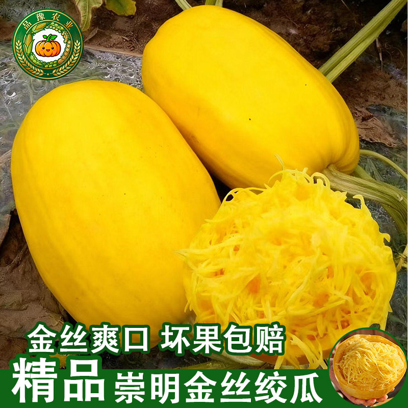 上海崇明金丝瓜【精品】