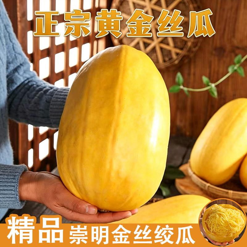 正宗崇明金丝瓜【精品】