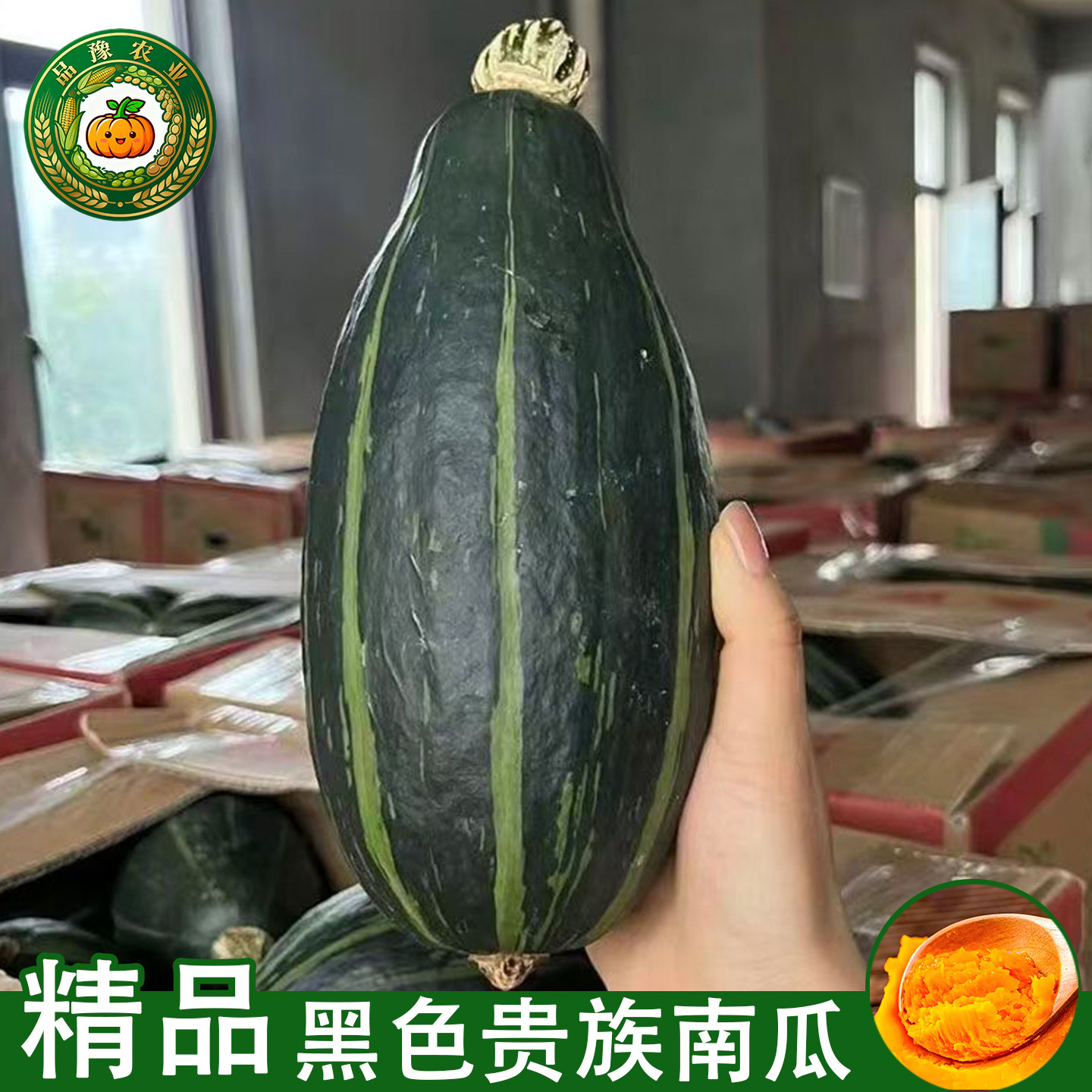 正宗黑色贵族南瓜，商超品质