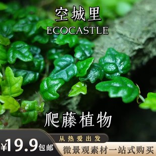 空城里小叶薜荔翠云草厄瓜多尔茄小叶蜜囊花掌叶W薜荔爬藤植