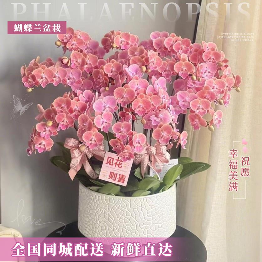 全国蝴蝶兰盆栽鲜花速递同城配送探望乔迁生日北京上海广州深圳店
