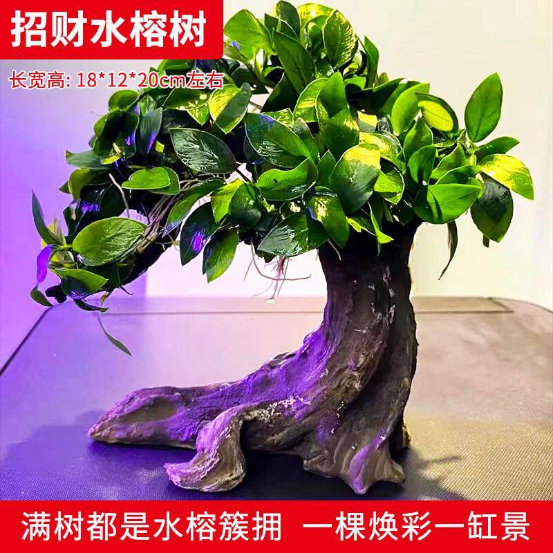 鱼缸榕树招财树迷你水榕树新手懒人鱼缸草缸造景装饰活体水榕水草