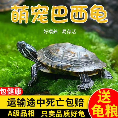 巴西龟宠物龟家养观赏乌龟情侣龟活物金钱龟黄金龟红耳乌龟小水龟